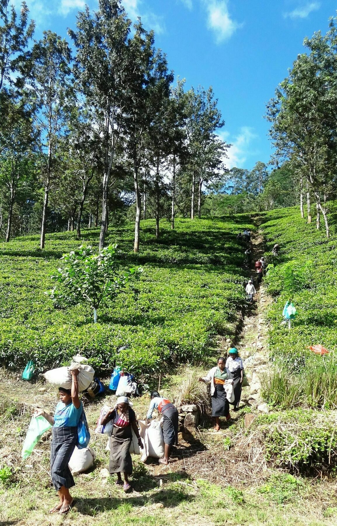 Strathisla Tea Estate Bungalow ماتالي المظهر الخارجي الصورة